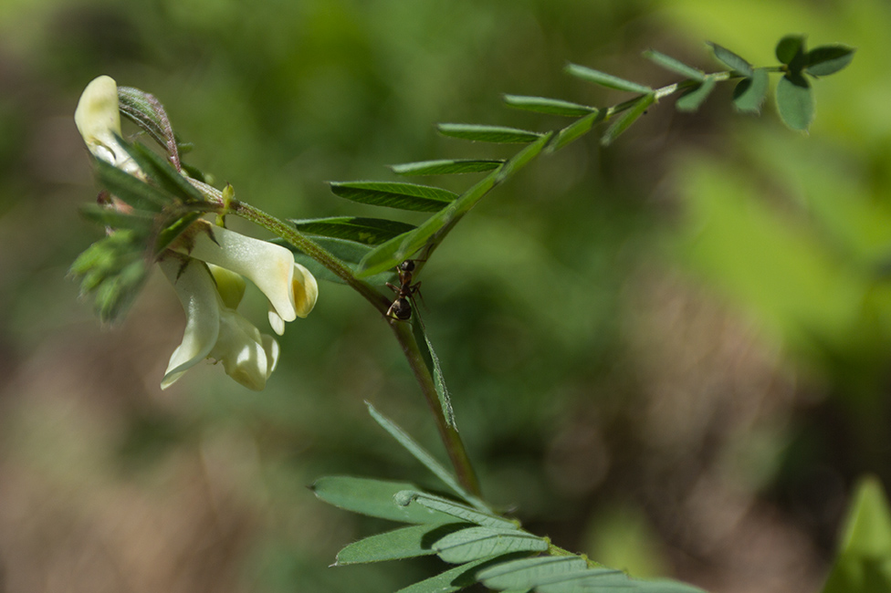 Изображение особи Vicia abbreviata.