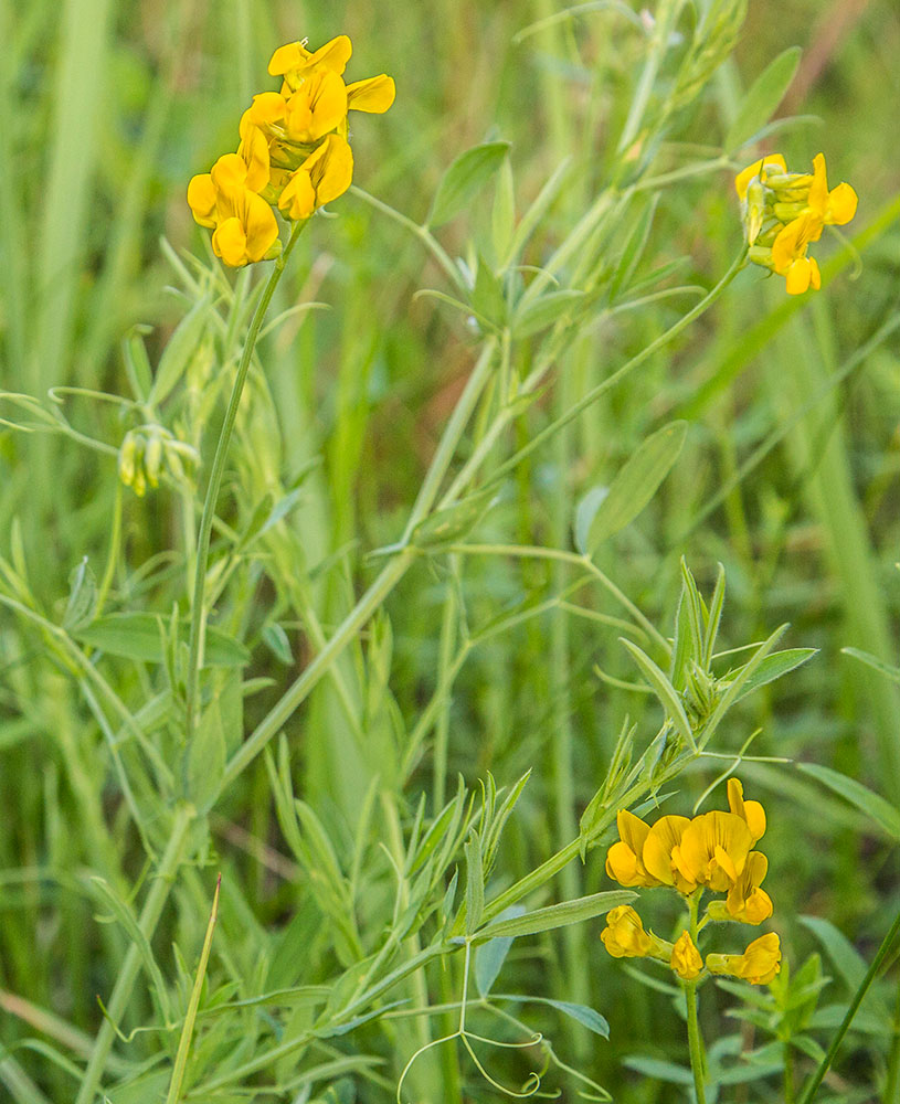 Image of Lathyrus pratensis specimen.