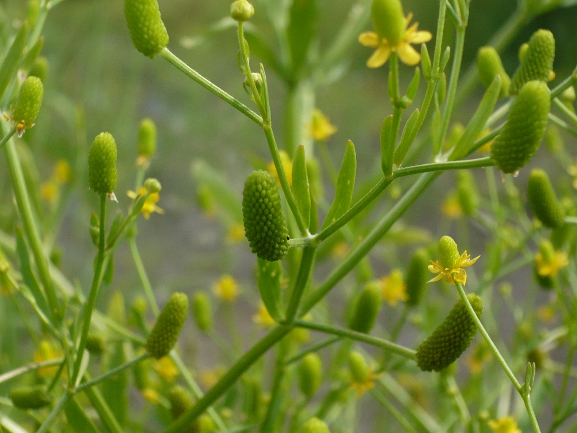 Изображение особи Ranunculus sceleratus.