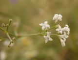 Asperula montana. Цветки. Украина, Луганская обл., г. Кировск, каменистый участок степи. 15.07.2014.