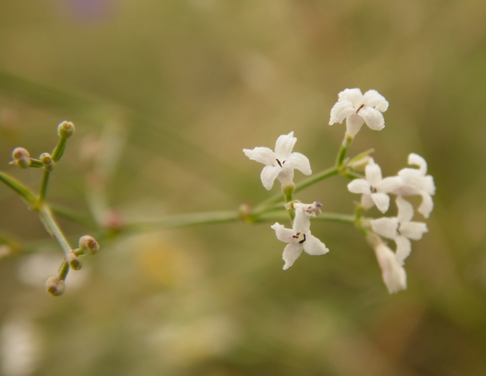 Image of Asperula montana specimen.