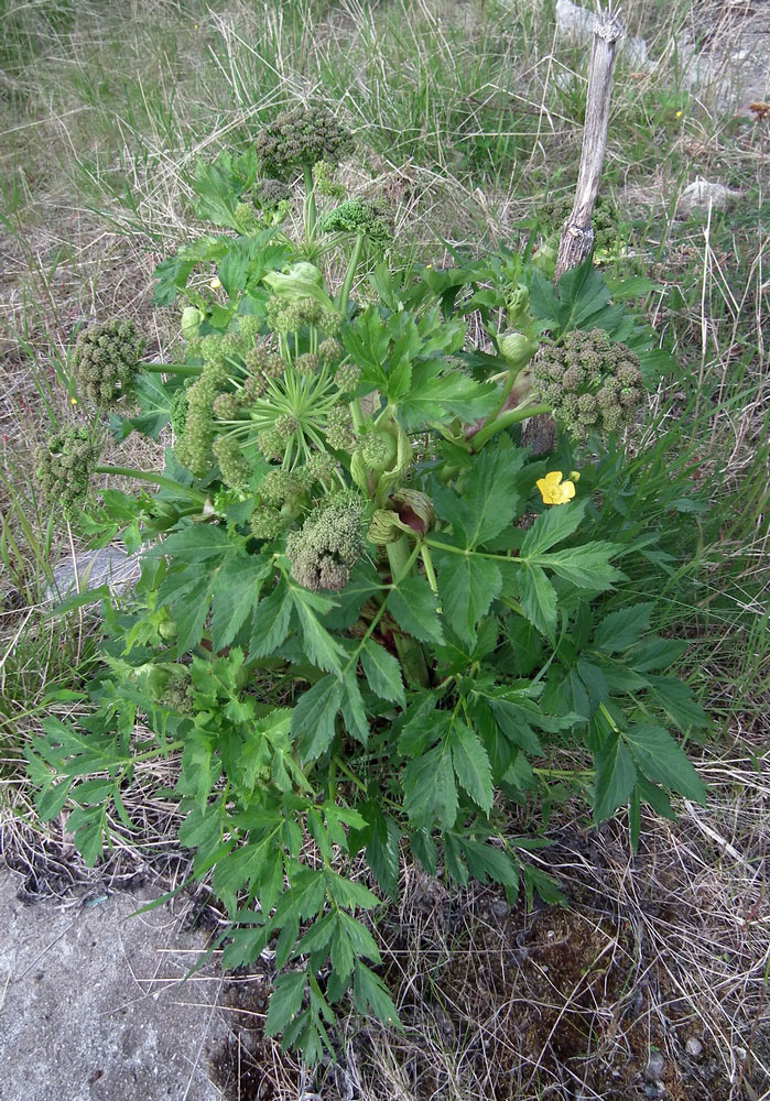 Изображение особи Archangelica officinalis.