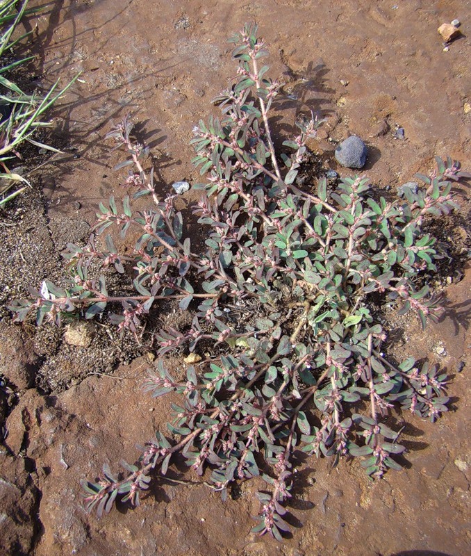 Изображение особи Euphorbia maculata.