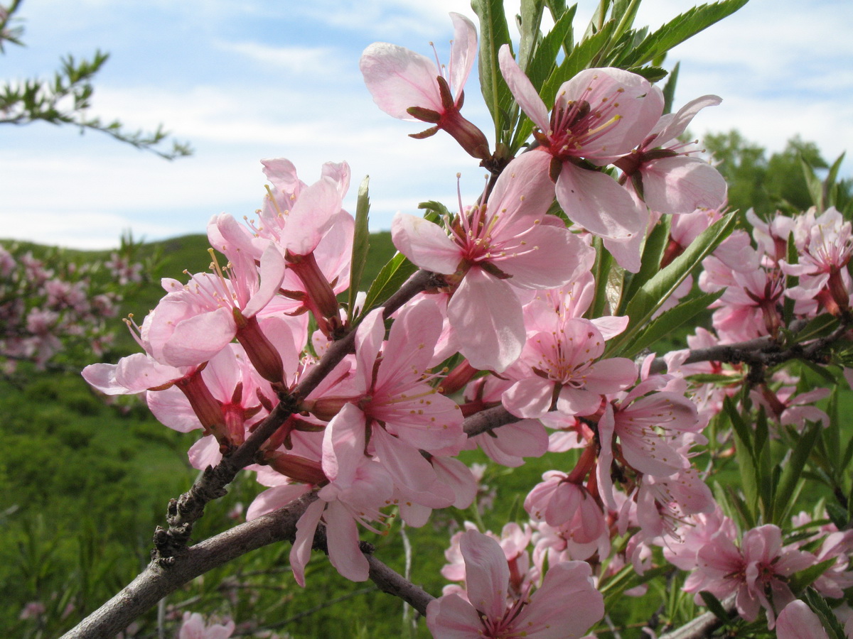 Изображение особи Amygdalus ledebouriana.