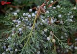 Juniperus virginiana