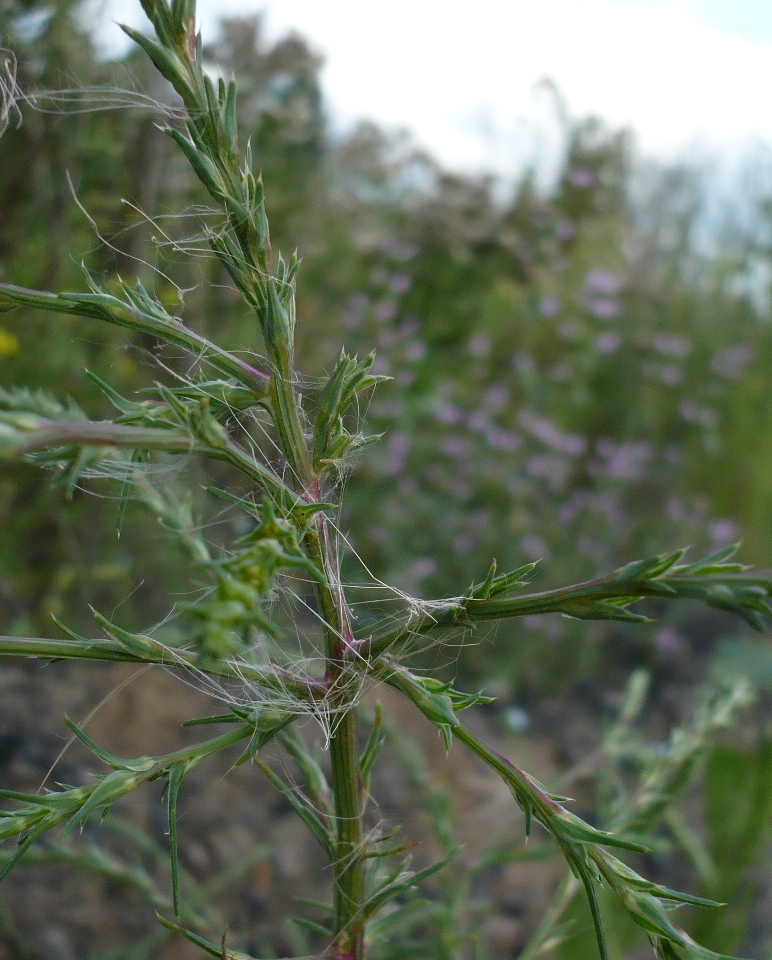 Изображение особи Salsola collina.