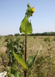 Silphium perfoliatum. Верхушка цветущего растения. Ростов-на-Дону, край залежи на территории ботсада Южного федерального университета. 02.07.2014.