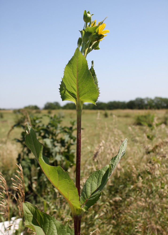 Изображение особи Silphium perfoliatum.