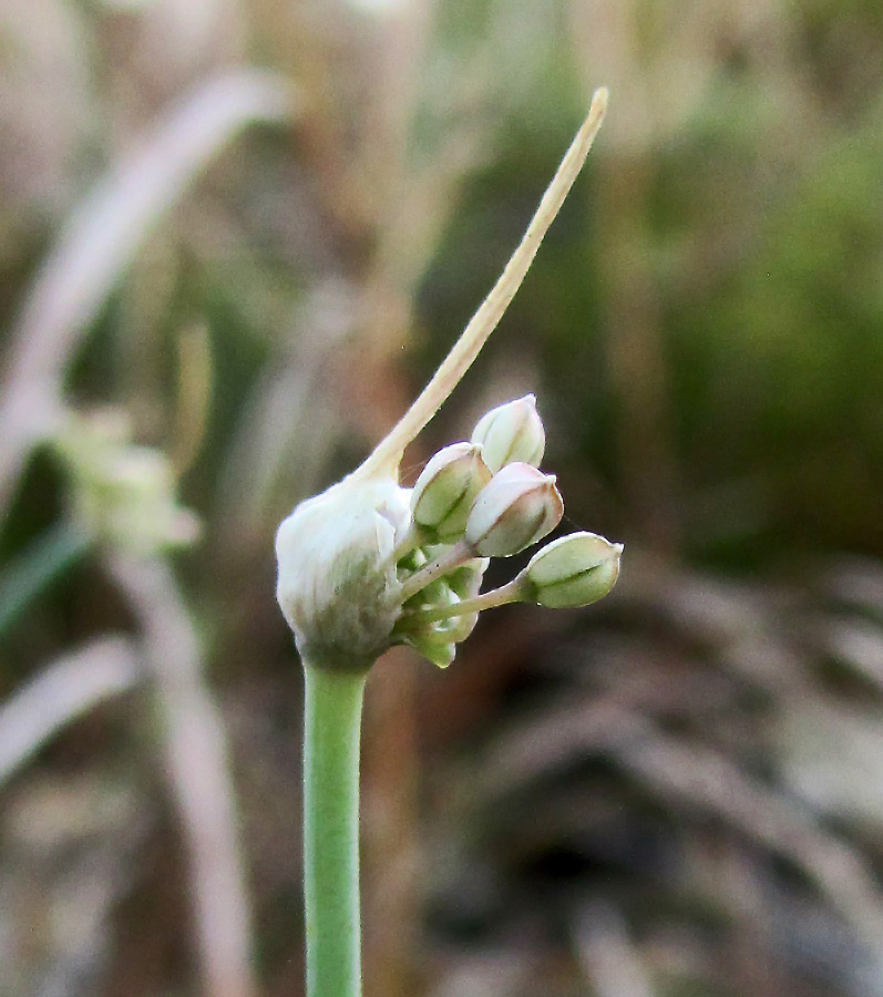 Image of Allium psebaicum specimen.