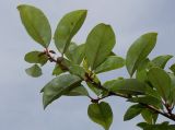 Elaeagnus multiflora