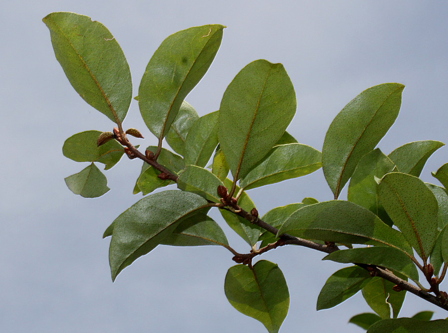 Изображение особи Elaeagnus multiflora.