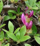 Rhododendron