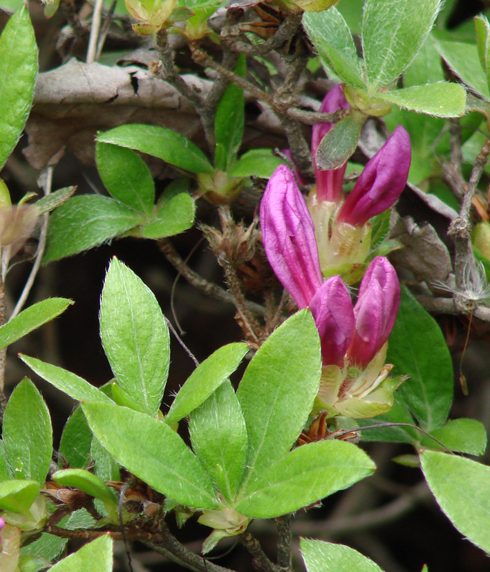 Изображение особи род Rhododendron.