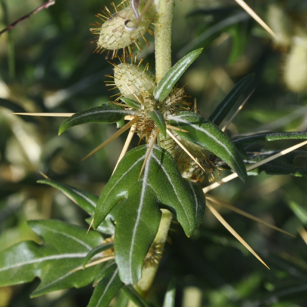 Image of Xanthium spinosum specimen.