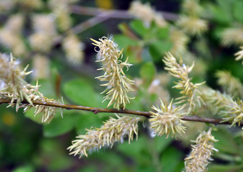 Image of Salix aurita specimen.