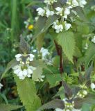 Lamium album