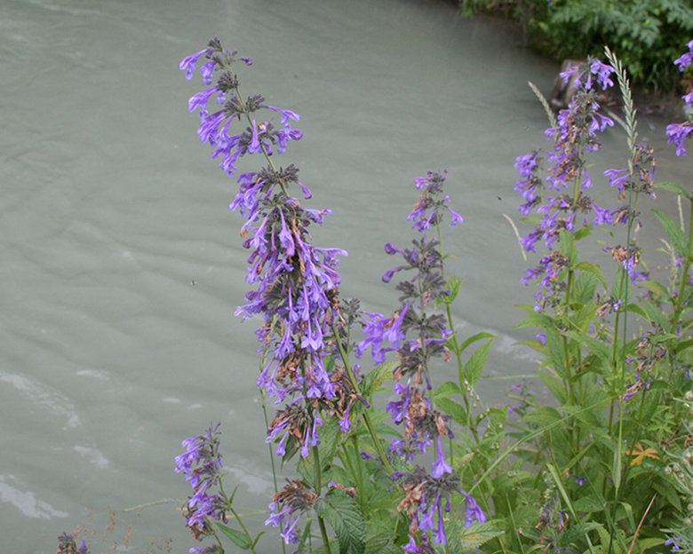 Image of Nepeta sibirica specimen.