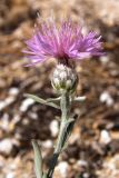 Centaurea odessana. Верхушка побега с соцветием. Крым, Арабатская стрелка. 19 июня 2009 г.