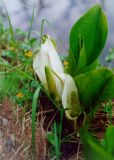 Lysichiton camtschatcensis