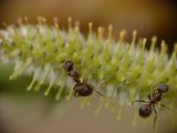 Salix udensis