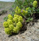 Cruciata taurica