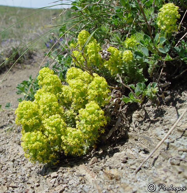 Image of Cruciata taurica specimen.