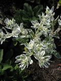 Euphorbia marginata