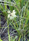 Allium stellerianum. Цветущее растение в степи. Хакасия, Усть-Абаканский район, окр. с. Биджа. 13.08.2009.