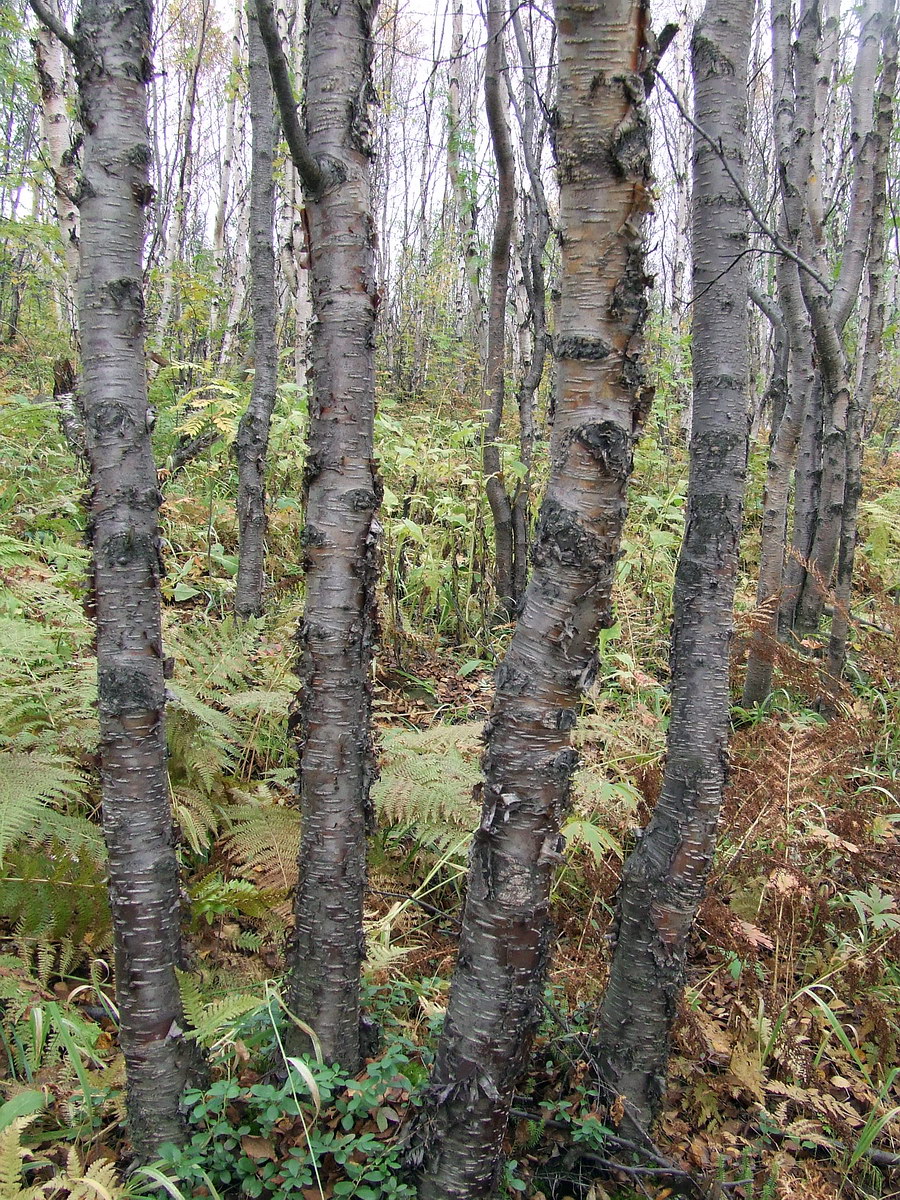 Image of genus Betula specimen.