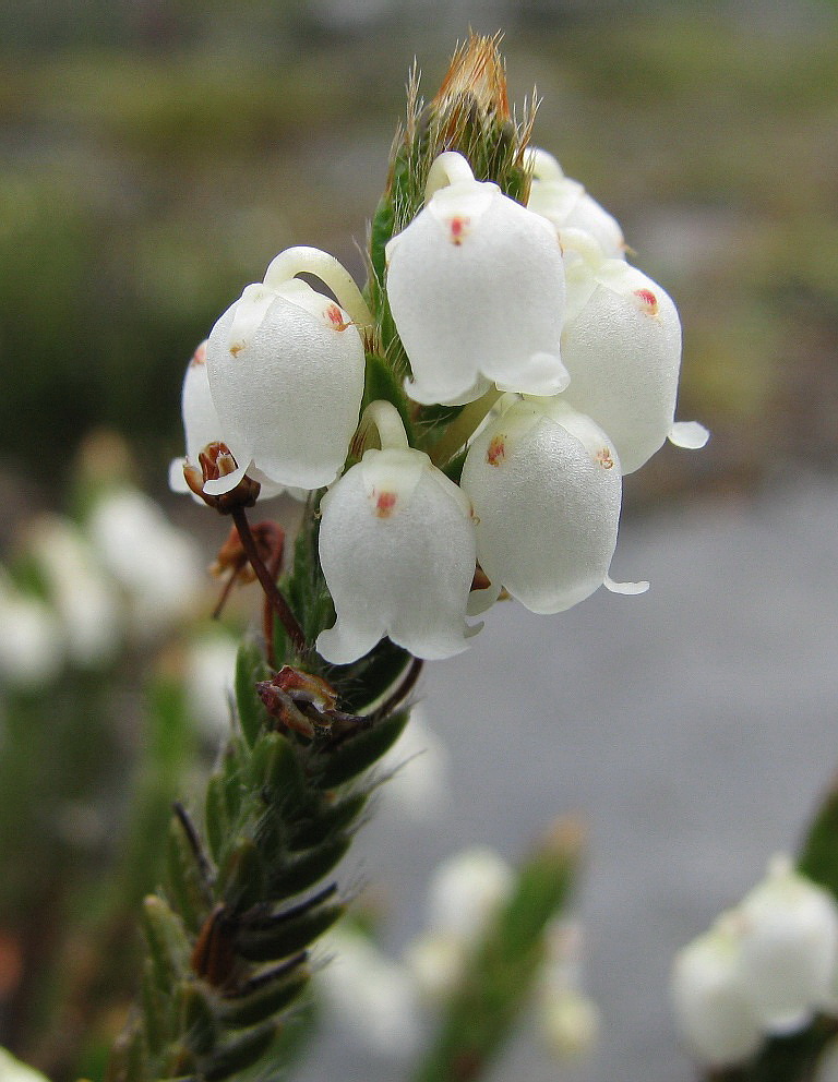 Изображение особи Cassiope ericoides.