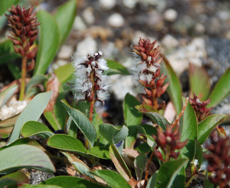 Изображение особи Salix sphenophylla.