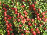 Cotoneaster horizontalis