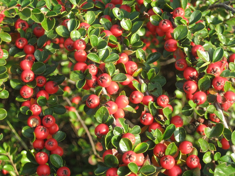 Image of Cotoneaster horizontalis specimen.