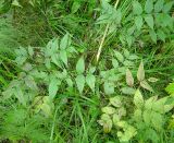 Lathyrus vernus