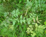 Lathyrus vernus