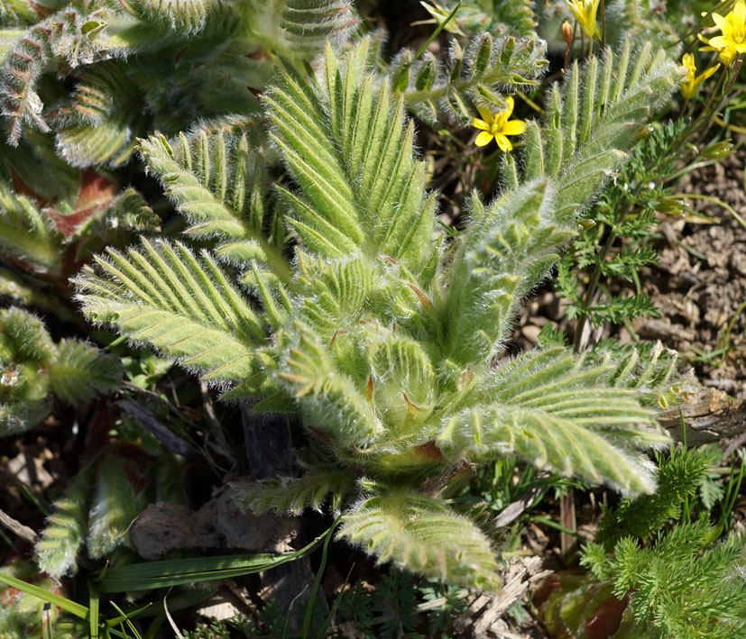 Image of Astragalus sieversianus specimen.