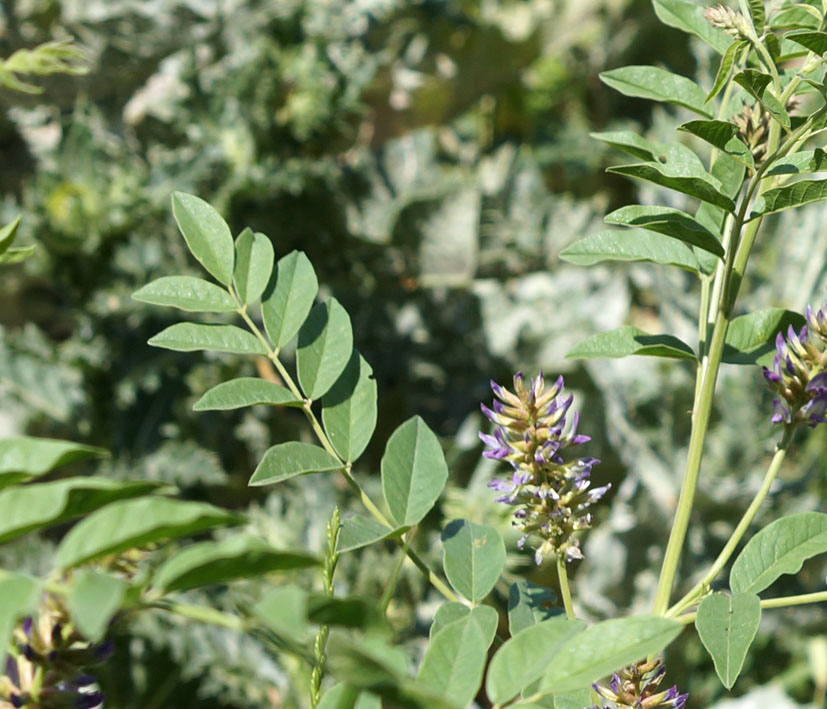 Изображение особи Glycyrrhiza shiheziensis.