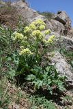 Megacarpaea orbiculata. Цветущее растение. Южный Казахстан, горы Алатау, Скалистое ущелье. 22.04.2014.