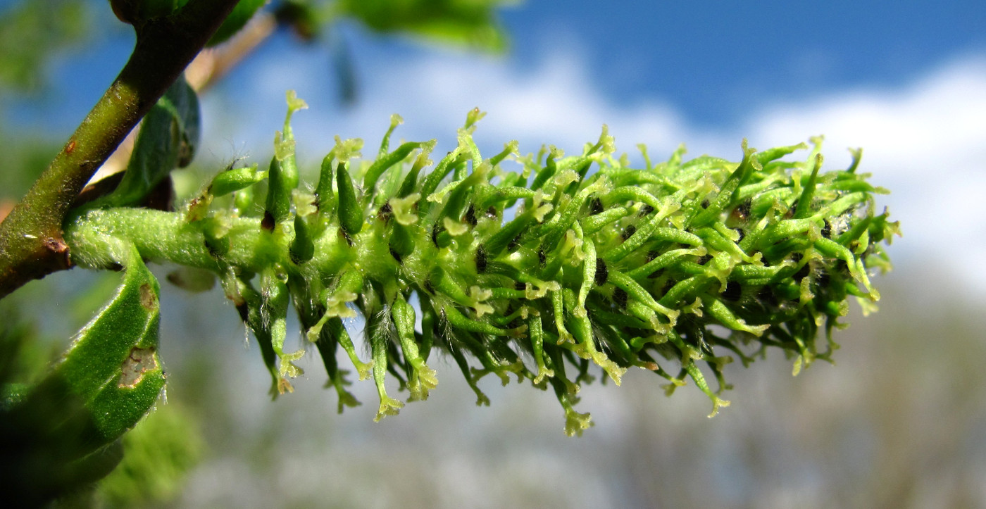 Image of Salix myrsinifolia specimen.