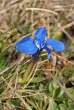 Gentiana verna. Цветок. Черногория, нац. парк Дурмитор, к северу от г. Жабляк, используемая под выпас каменистая горная степь. 15.10.2014.