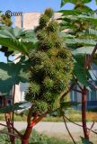 Ricinus communis