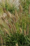 Pennisetum setaceum