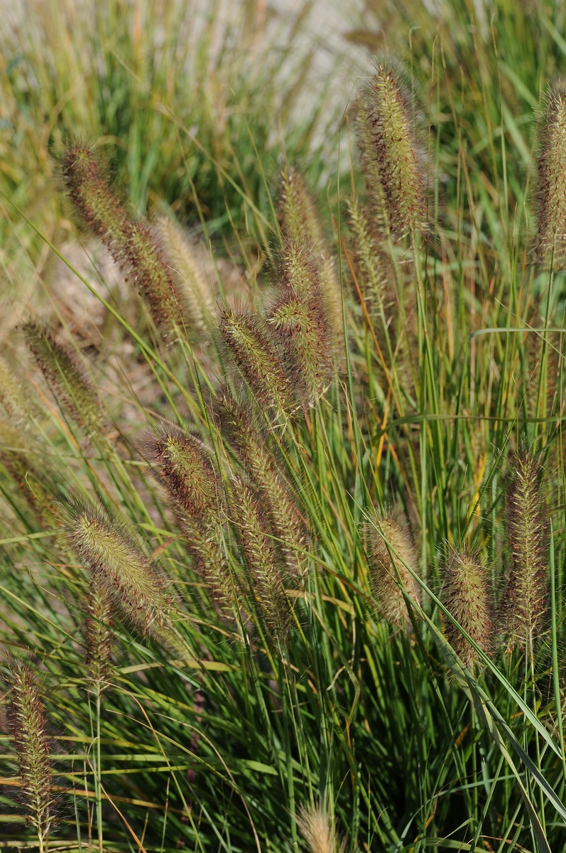 Изображение особи Pennisetum setaceum.