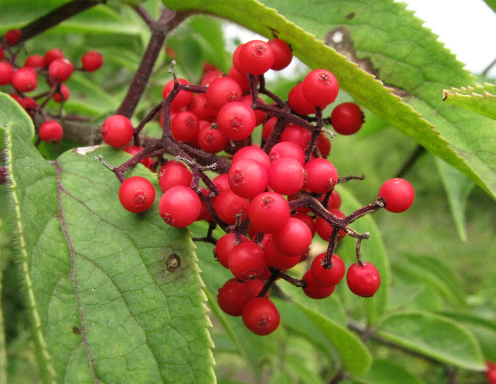 Image of Sambucus sibirica specimen.