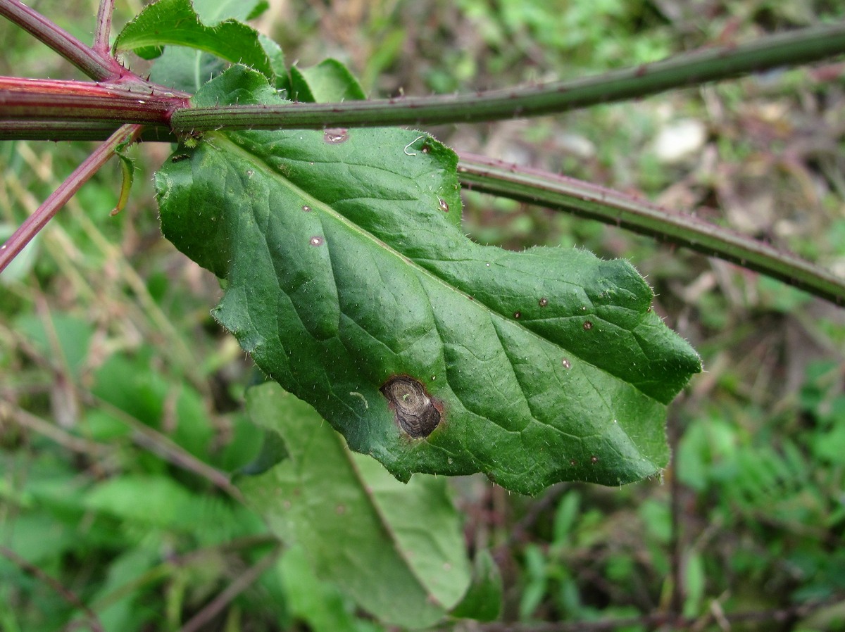 Image of Picris hieracioides specimen.