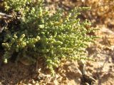 Salsola nodulosa