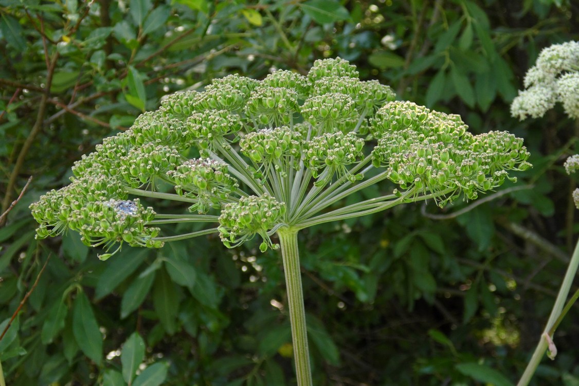 Изображение особи Angelica sylvestris.