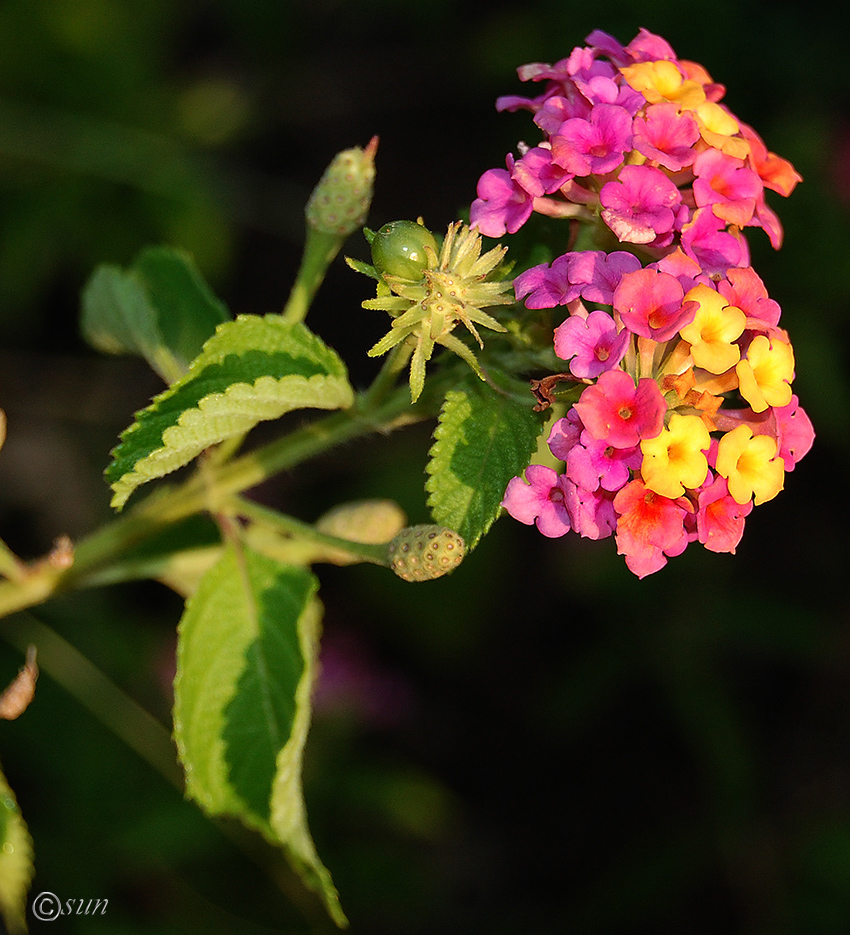 Image of Lantana camara specimen.