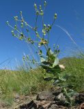 Euphorbia blepharophylla