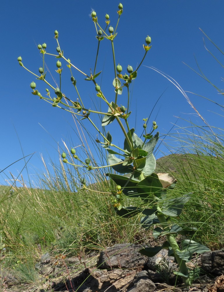 Изображение особи Euphorbia blepharophylla.